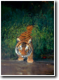 Jungle Tiger